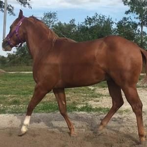 Meet your Posher, Humberto